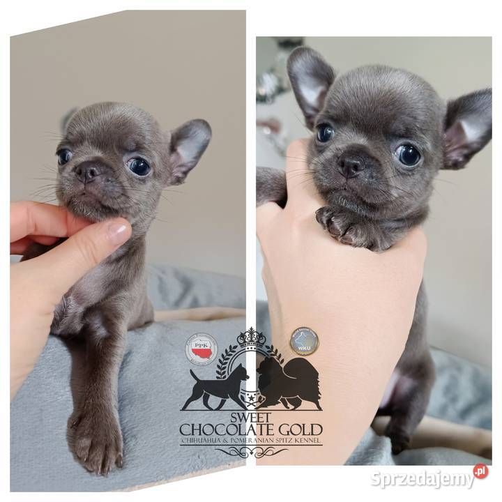 Chihuahua piesek krótkowłosy niebieski unikat Bełchatów