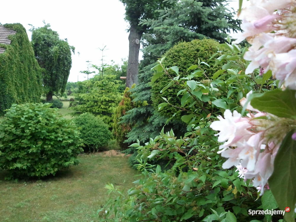 Dom poniemiecki w cichej okolicy Swiebodzina ogródek sprzedam