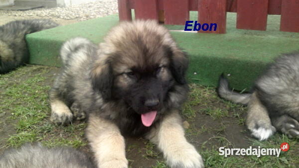 Sarplaninacszczeniaki Jelenia Góra sprzedam