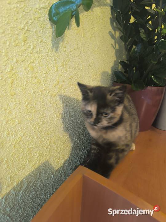 Kocięta brytyjskie Sianów
