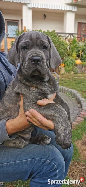 SZCZENIĘTA CANE CORSO lubelskie