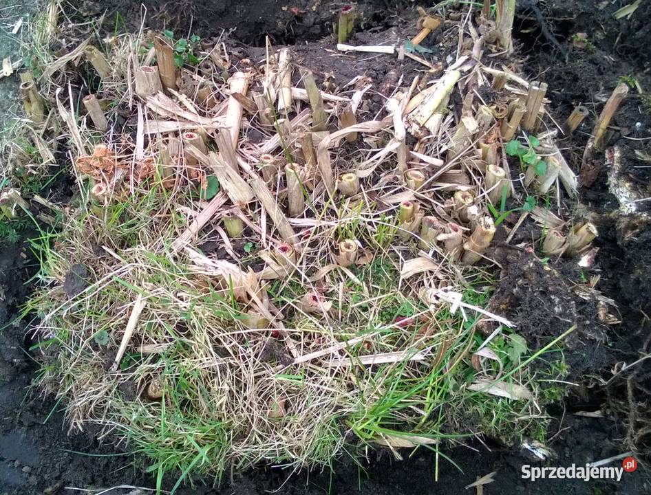 Miskant olbrzymi duża sadzonka XXL karpy Pszczyna