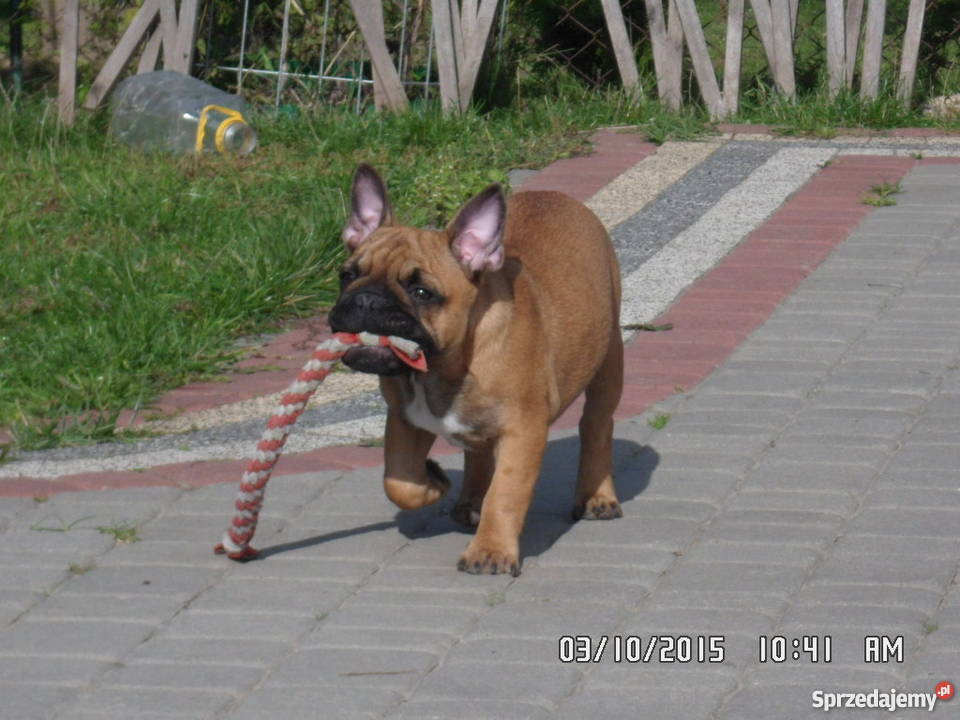 Buldog Buldożek Francuski rod FCI ZKwP Świdnik sprzedam