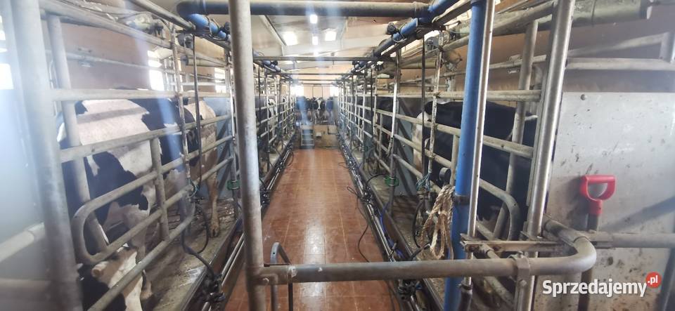 Hala udojowa 2x5 stanowisk Tandem prosta szybki Strzelce Opolskie