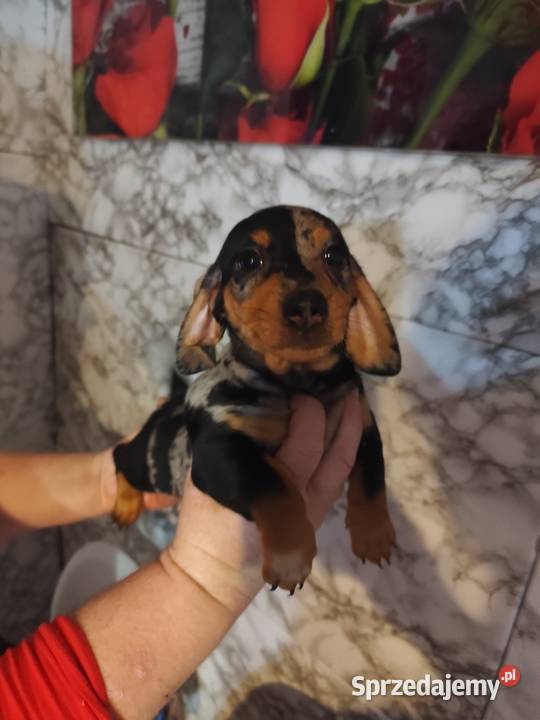 Jamnik krótkowłosy merle piesek Ciechanów