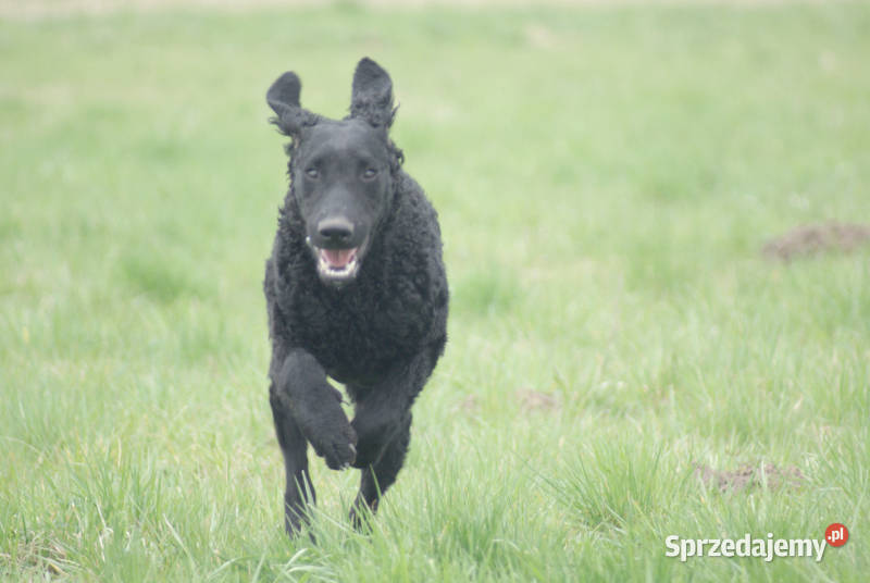 curly coated retriever czarne szczenięta ZKwPFCI lubelskie Lublin
