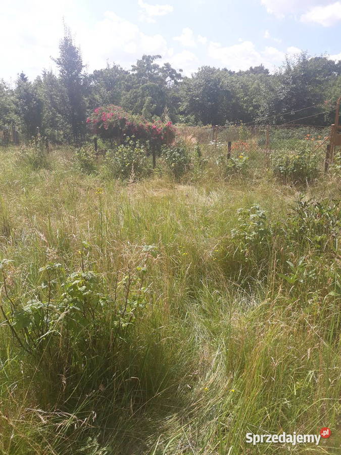 Działka ROD Wodnik Obornicka Różanka Wrocław sprzedam