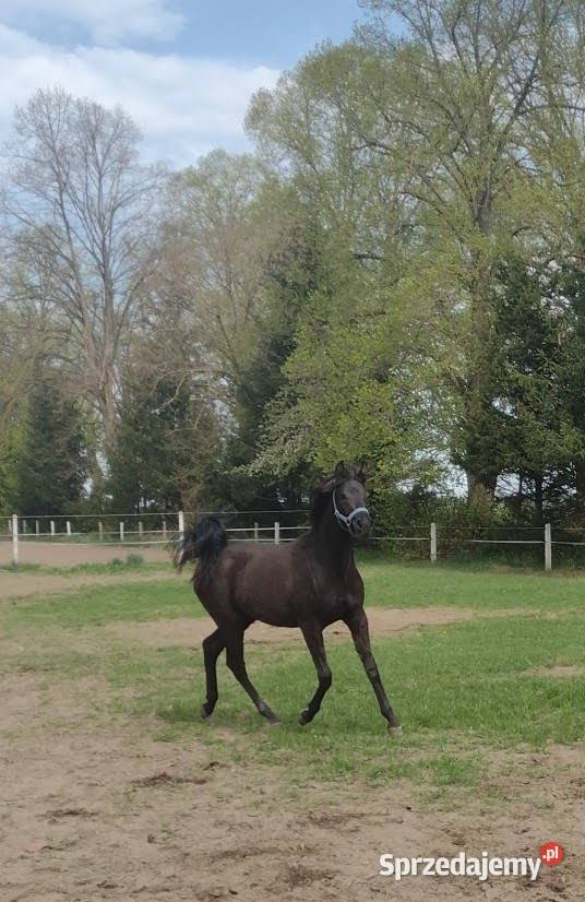 Na sprzedaż klacz czystej krwi arabskiej Przechlewo