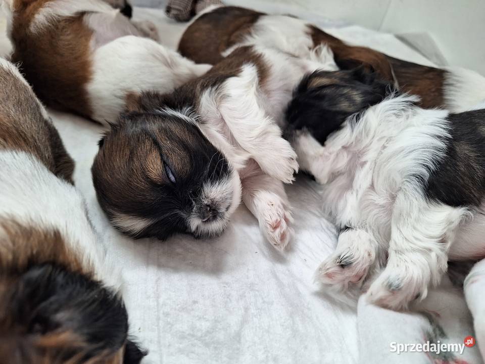 Przepiękne szczenięta Shih Tzu Brzeziny