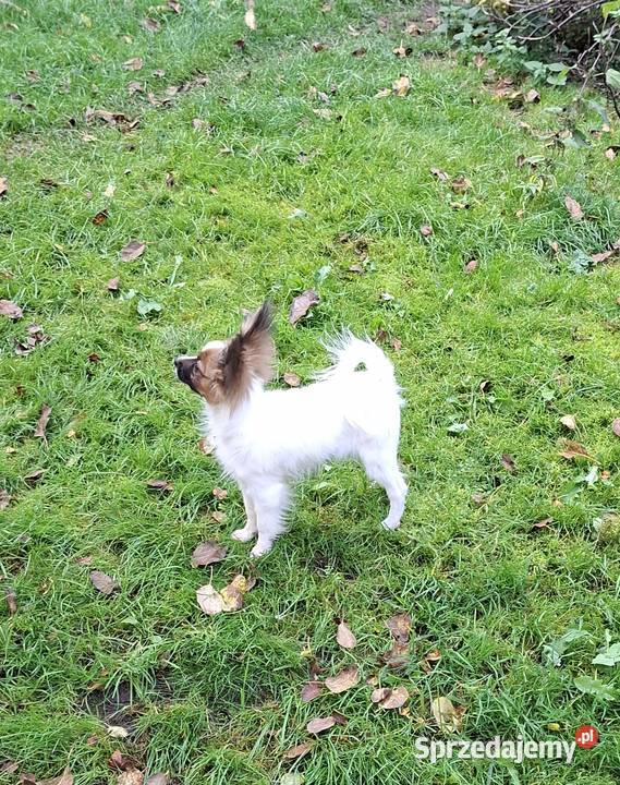 Suczka Papillon FCI ZKwP Łomianki sprzedam