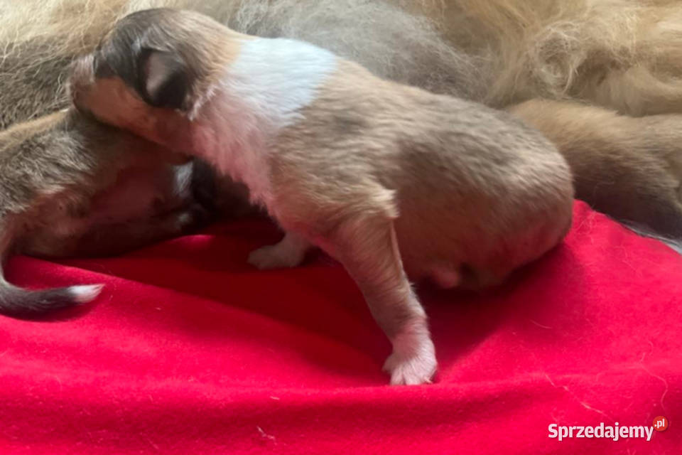 Owczarek szkocki długowłosy collie ZKwPFCI mazowieckie Połazie Świętochowskie