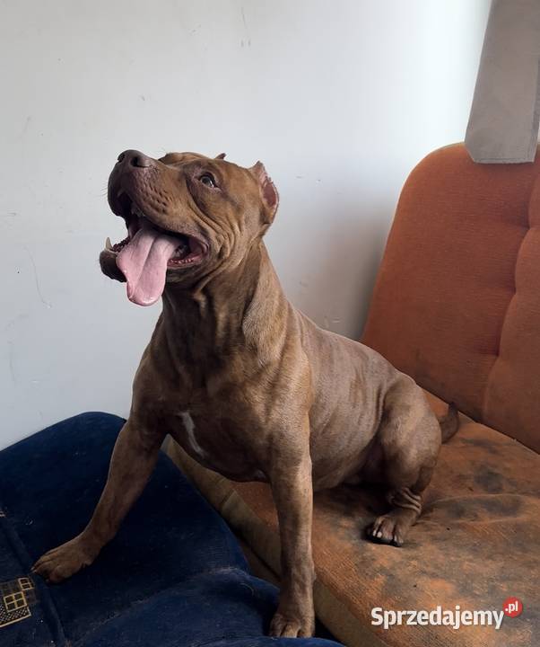 Pitbull Rednose Reproduktor wielkopolskie Chodzież