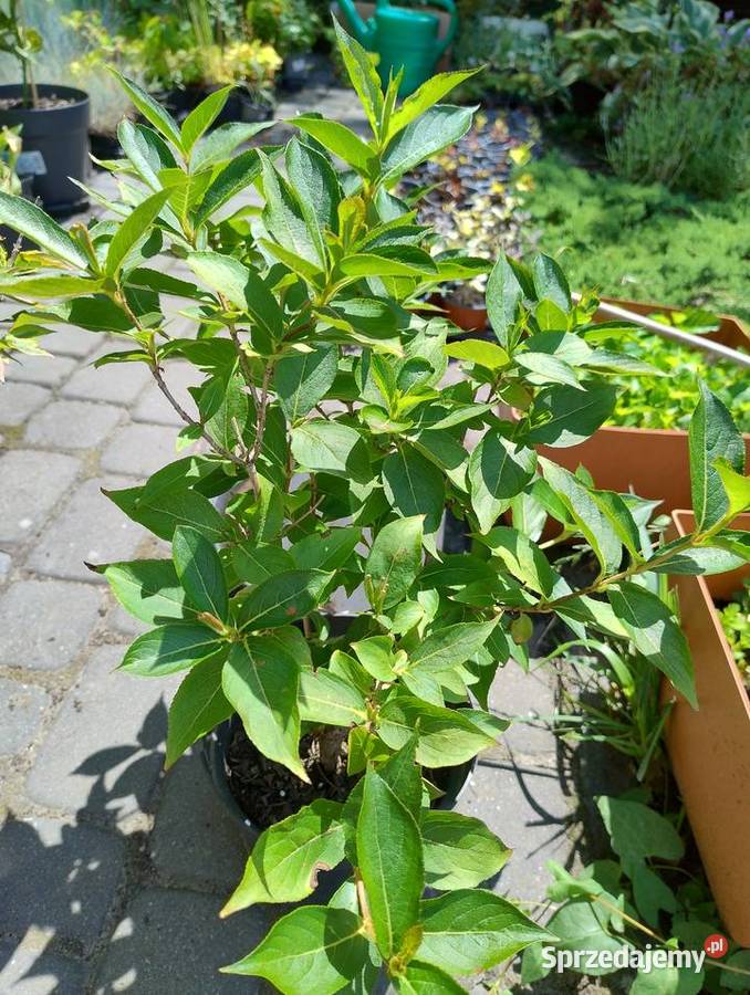 Krzewy wieloletnie do ogrodu nadwyżki Nisko