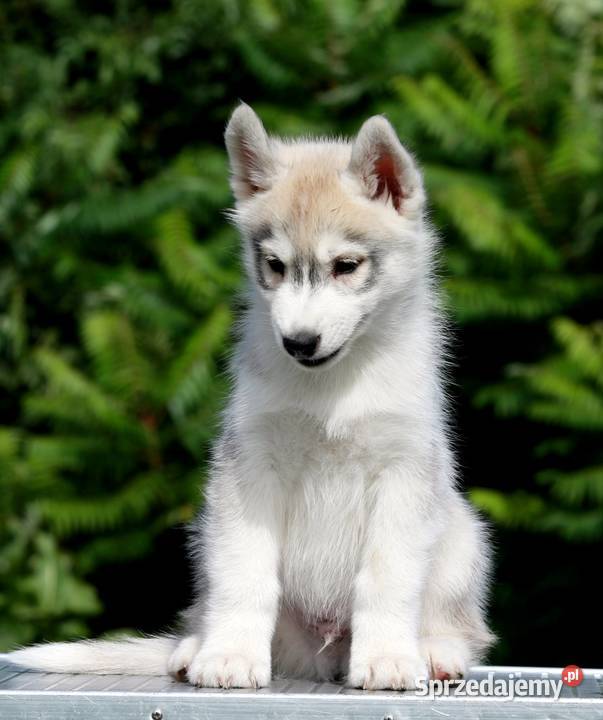 Siberian Husky ZKwP Zwierzęta pomorskie Żukowo