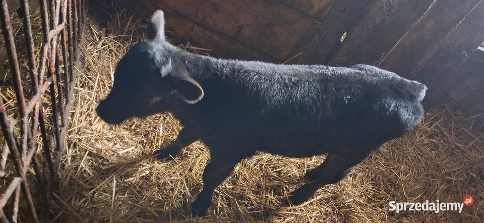 Sprzedam jałoweczke mięsna małopolskie Książ Wielki