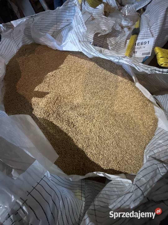 Jęczmień małopolskie Cieplice