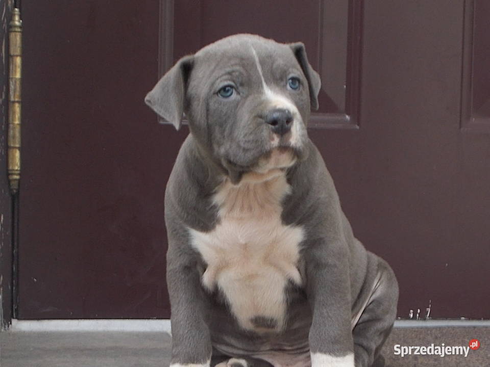 Amstaffy Błękitne Płock sprzedam