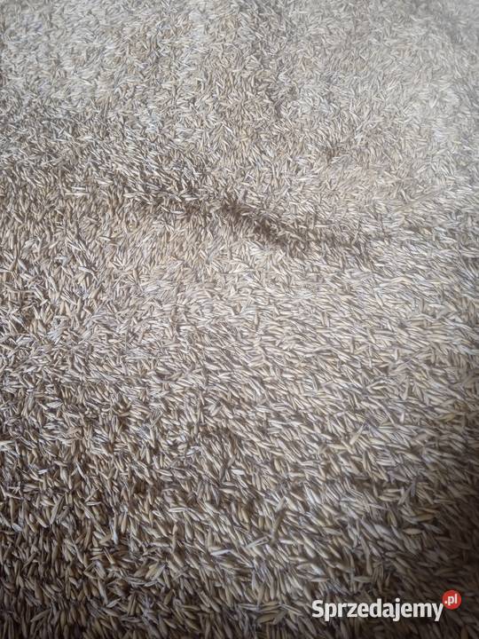 Owies paszowy Sokółka