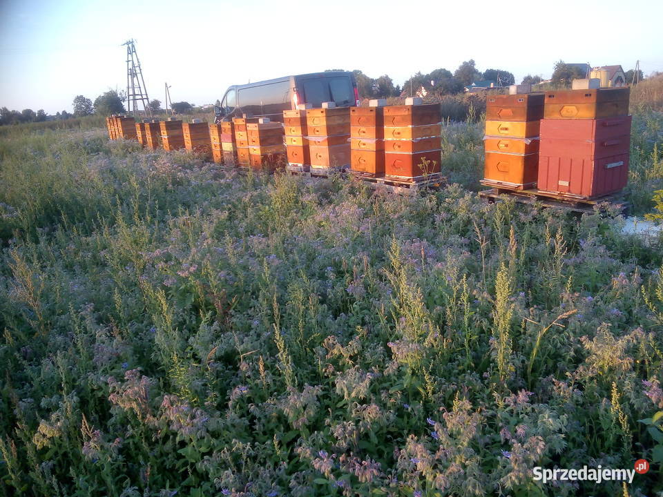 Sprzedam do10 rodzin pszczelich na ramce pomorskie Pelplin
