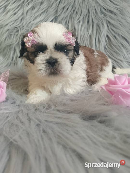 Tricolor suczka rasy ShihTzu Namysłów
