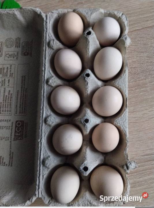 Jaja lęgowe kochin miniaturowy