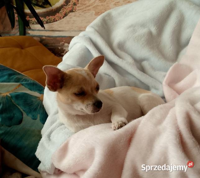 Chihuahua dziewczynka Dąbrowa Tarnowska