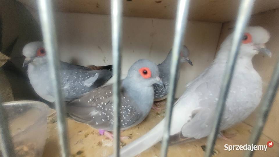 Gołąbki diamentowe Wieliczka