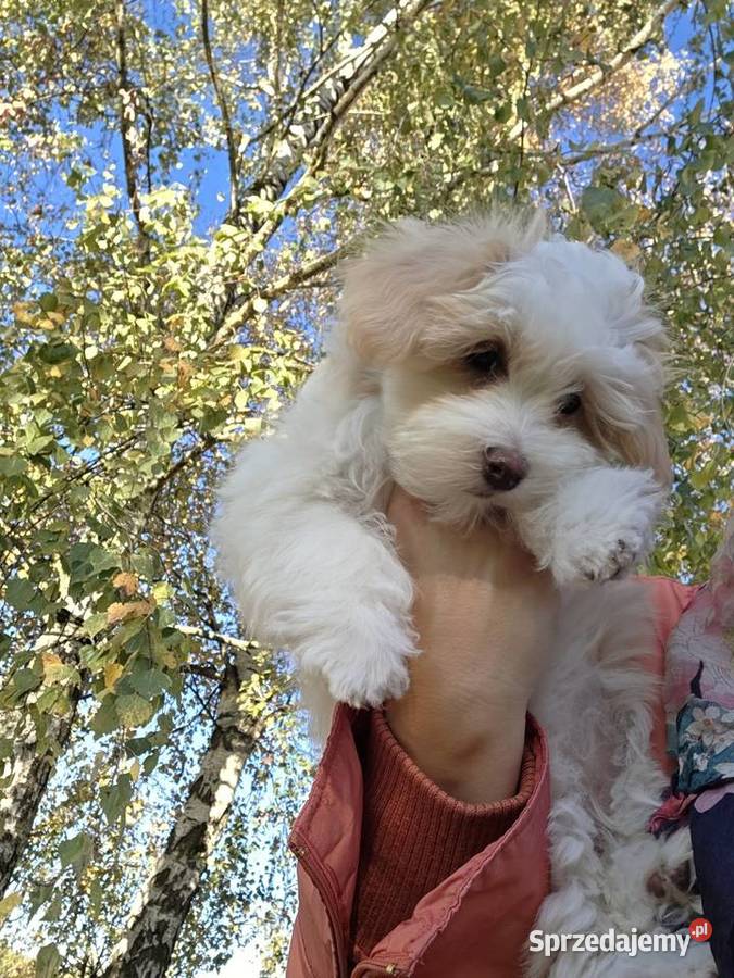 Do odbioru Hawańczyk Championie FCI ZKwP Pozostałe mazowieckie Chrośla