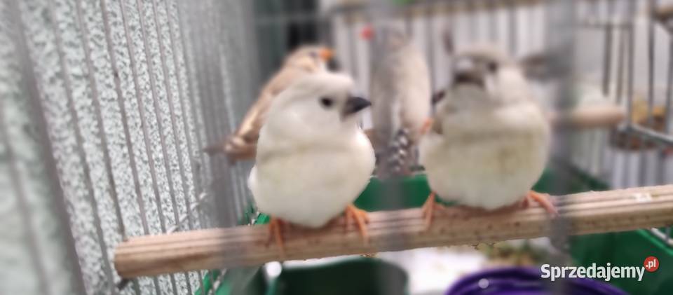 Zeberki amadyny zebrowate młodziutkie Tarnów