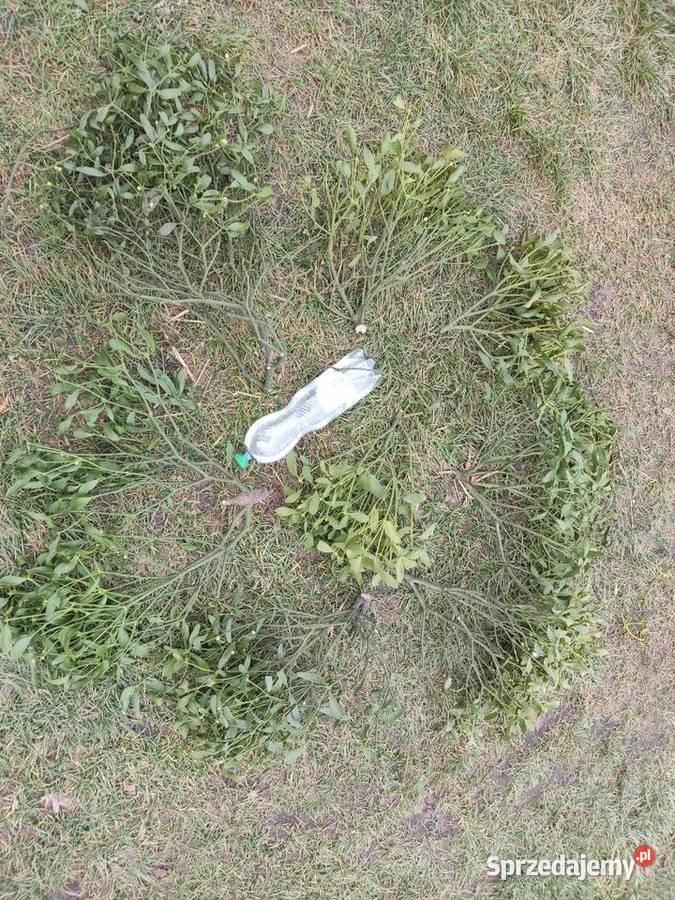 Choinka stroik wianki jemioła jodła jedlina Brody