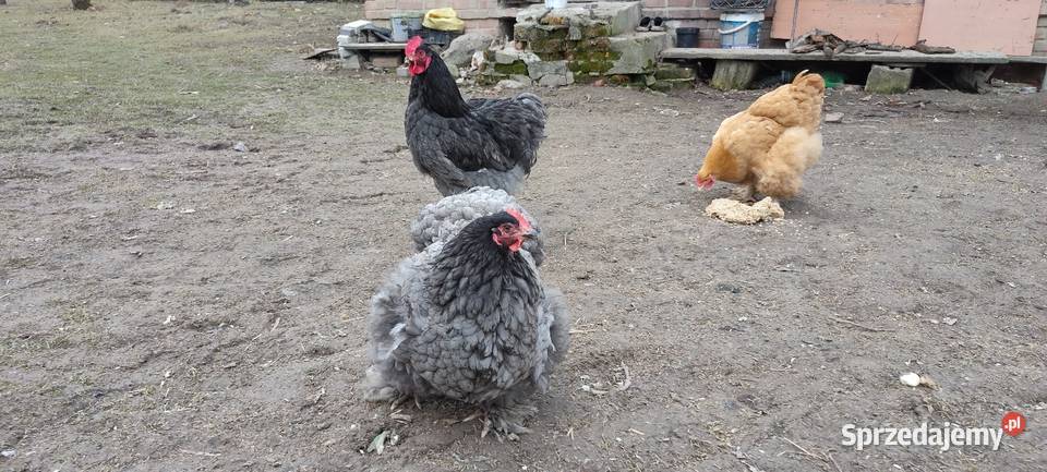 Jajka lęgowe kochin olbrzymi Tokarówka