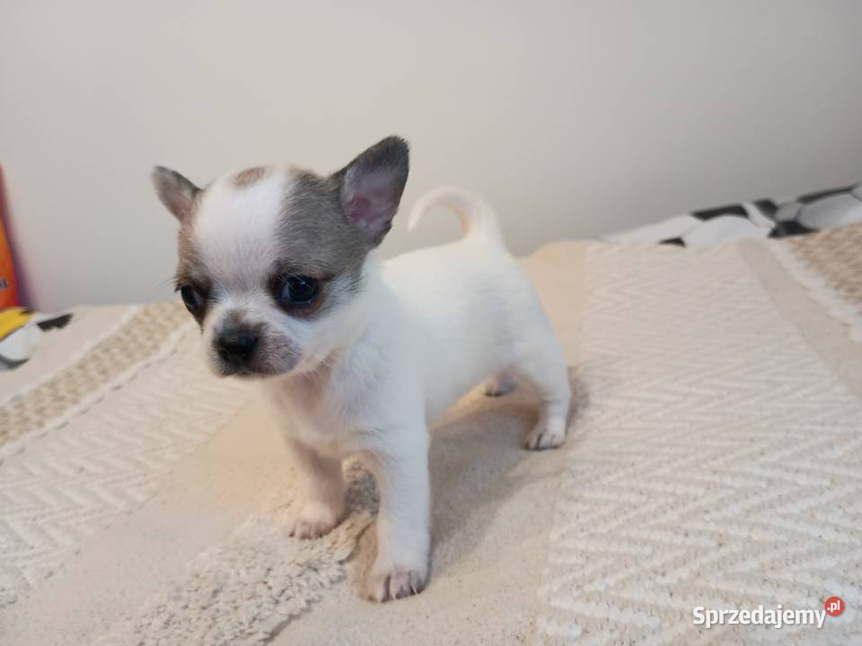 Chihuahua słodki piesek Łękińsko