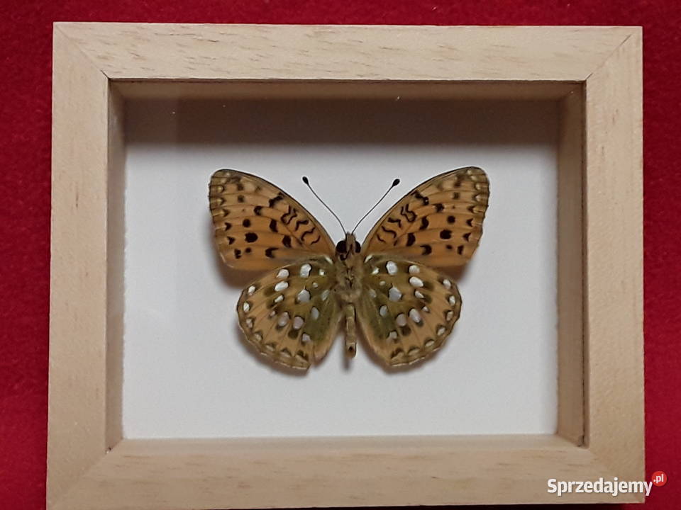 Motyl w ramce 10 x 8 Argynnis aglaja Dostojka Szczecin