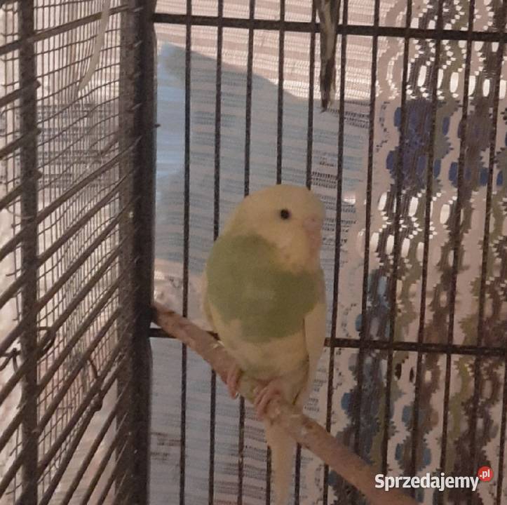 Sprzedam papugi faliste sprzedam