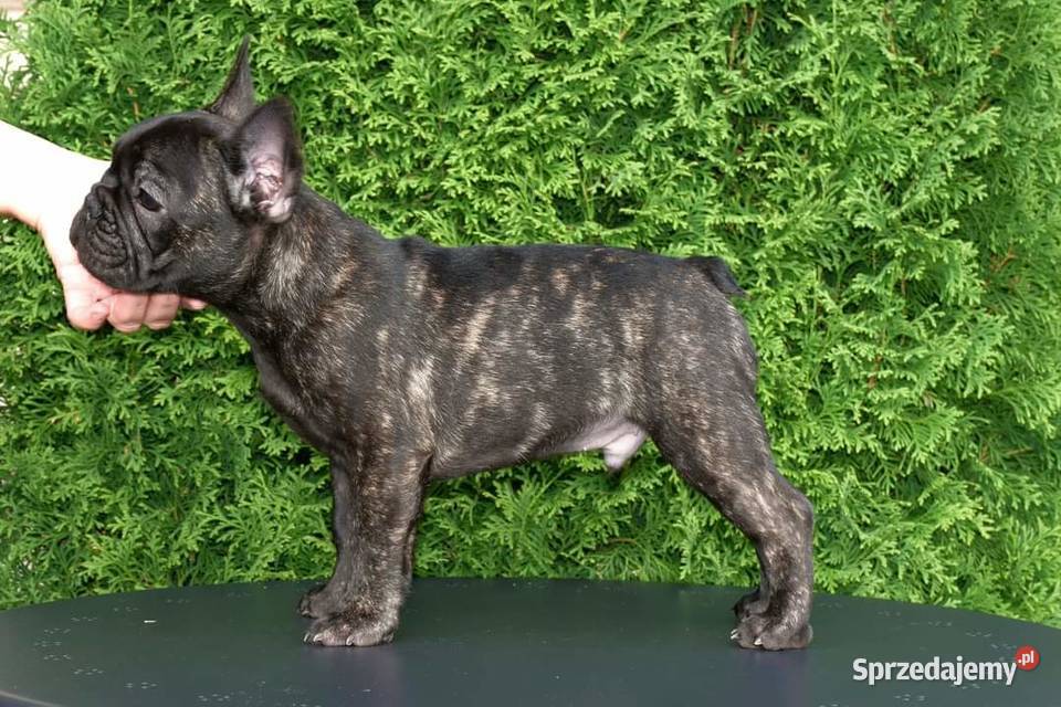 Piękne szczenięta buldoga