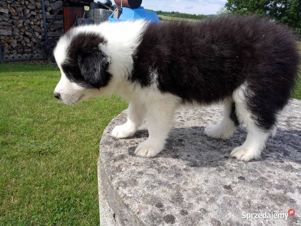 Border Collie FCI do odbioru lekarza weterynarii Dębica