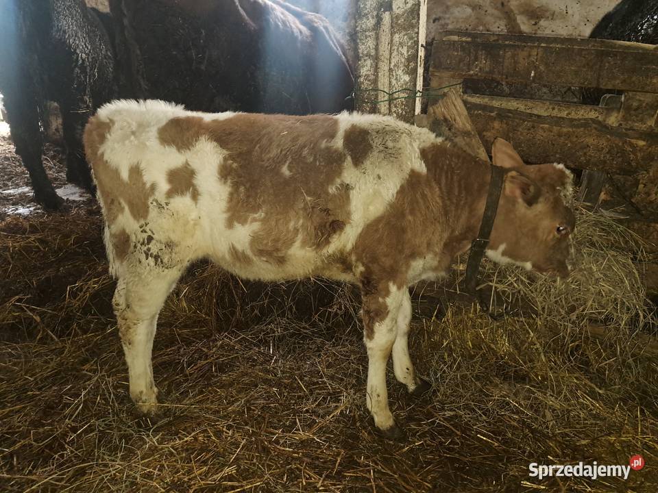 Trzy jałoszki i byczek żarloki Bydło Czyżew sprzedam
