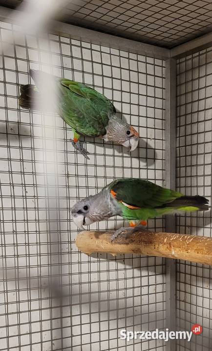 afrykanki kaplandzkie