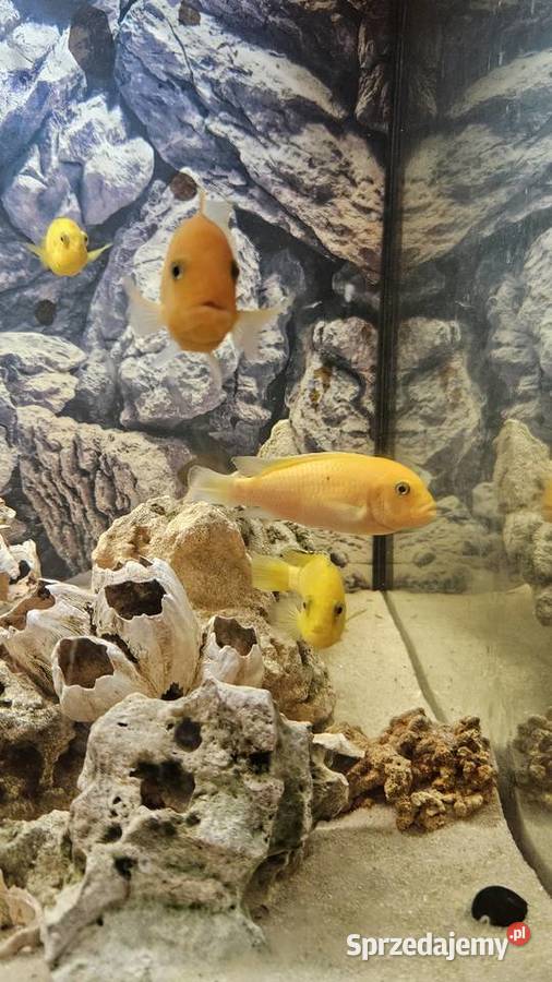 Sprzedam pyszczaki yellow i red red ok 20 sz Suwałki