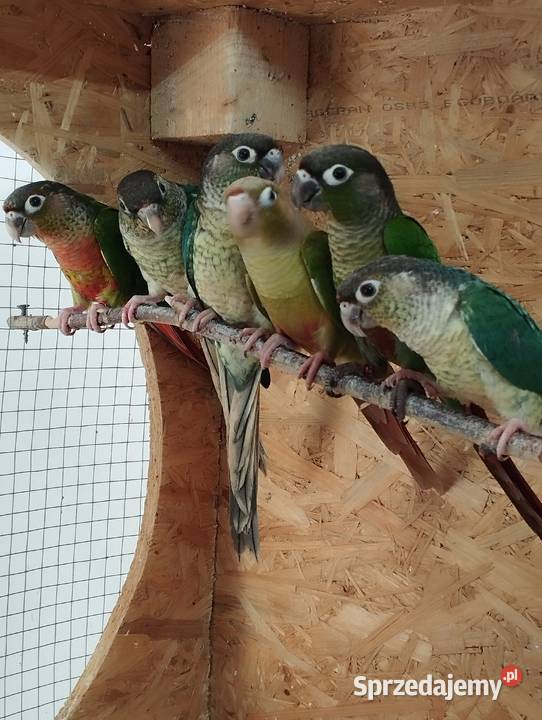 Papugi rudosterki Kozłów