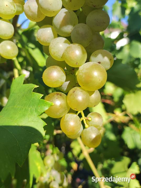 Winogrona na wino i soki sadzonki winorośli kujawsko-pomorskie Toruń