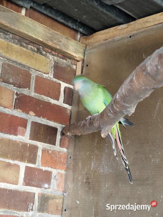 Sprzedam Barabandy Rawicz sprzedam