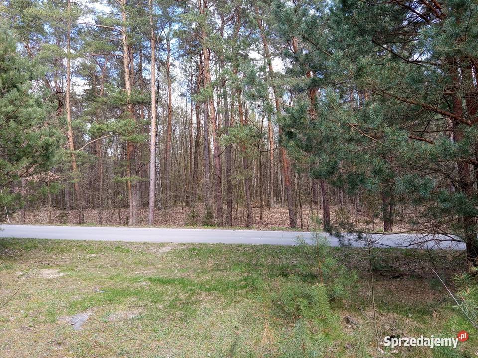 Sprzedam działkę rolną lesie 3900 m2 Talczyn Nieruchomości sprzedam