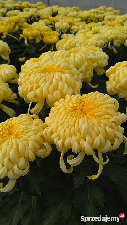 Chryzantemy szlachetne sterowane Zawichost