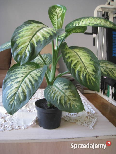Difenbachia kwiat doniczkowy Częstochowa sprzedam