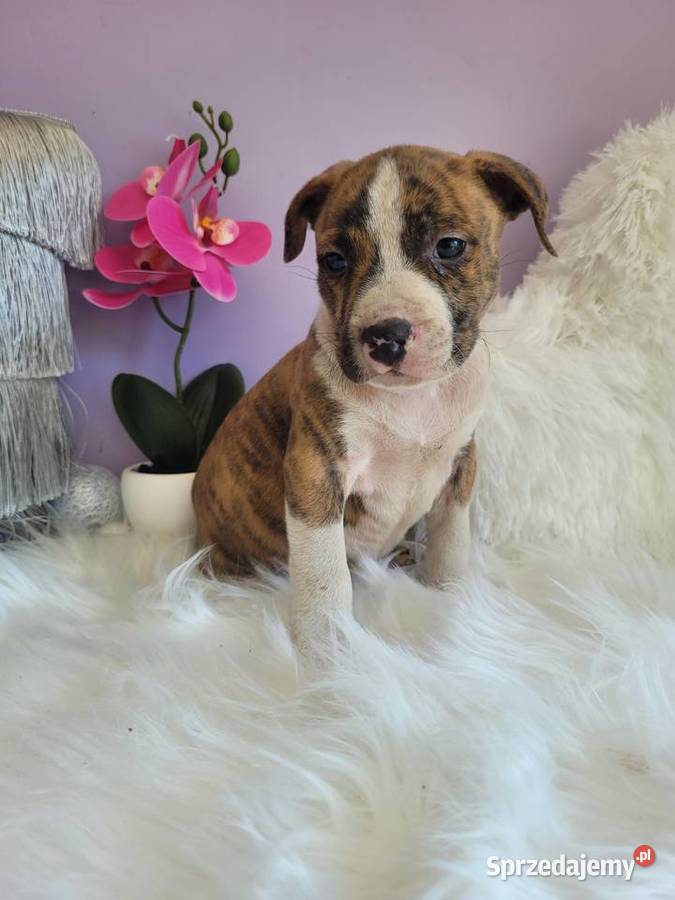 Cudowne i rodzinne szczeniaki Amstaff blue