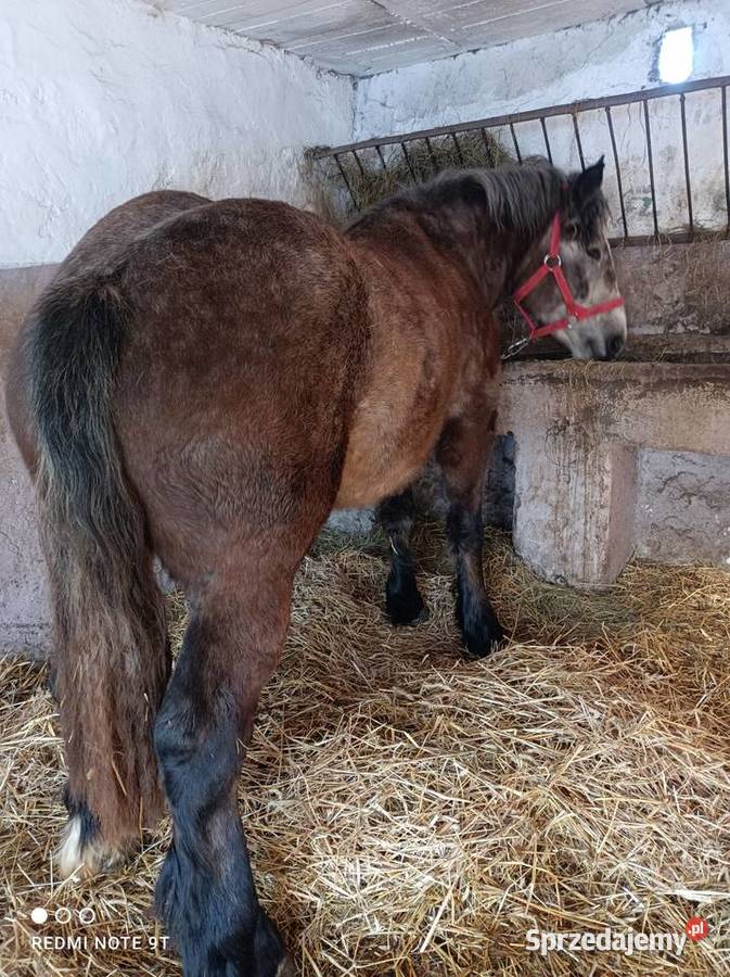 Klacz zimnokrwista Żuromin