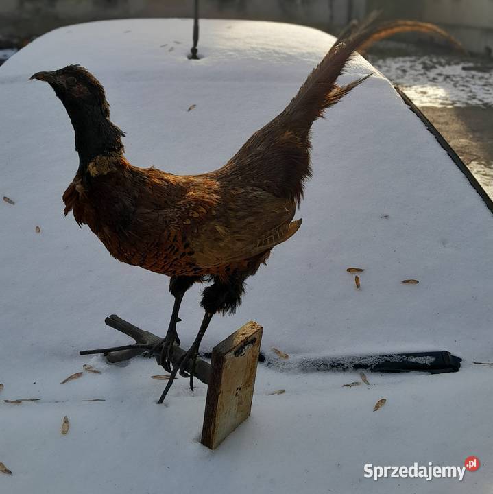 bazant lowny vintage prl wypchany Sosnowiec sprzedam