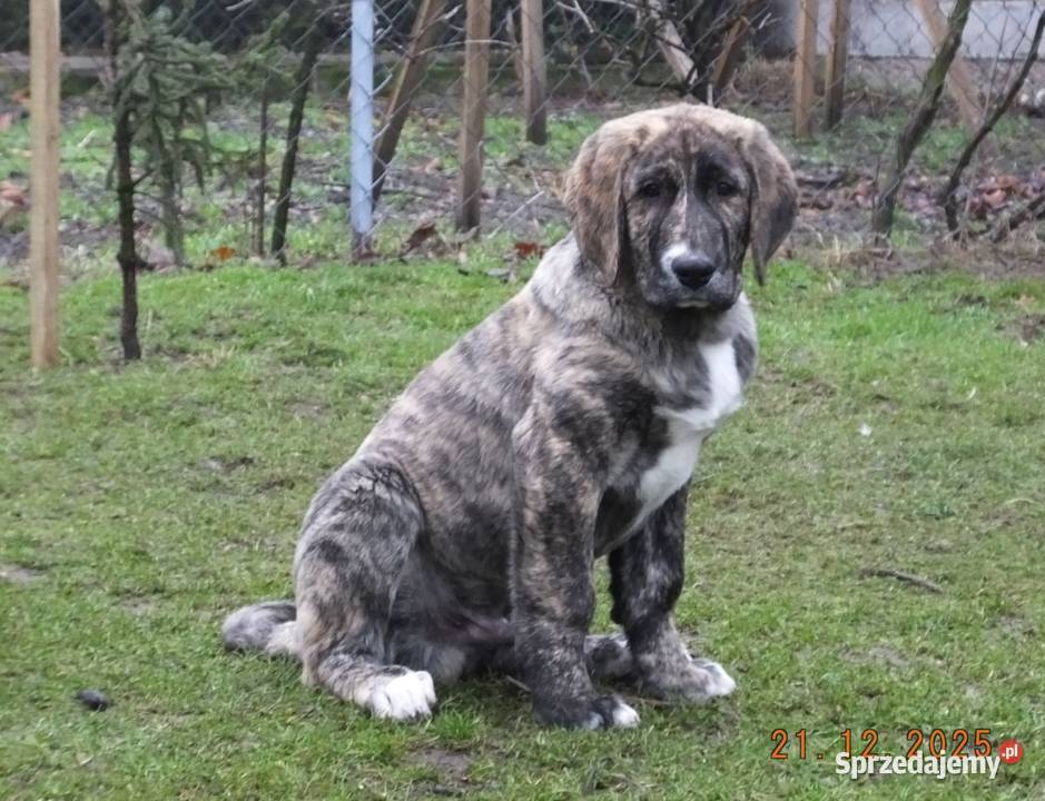 Owczarek Środkowoazjatycki pies Konin