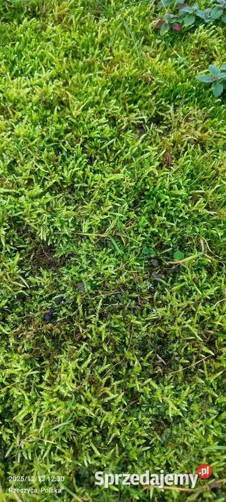 Mech kulki zielone żywemaleńkie Warszawa